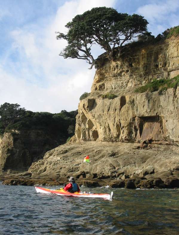 Kawau Tree on cliff