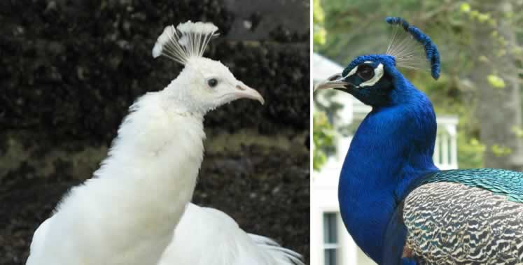 Kawau birds